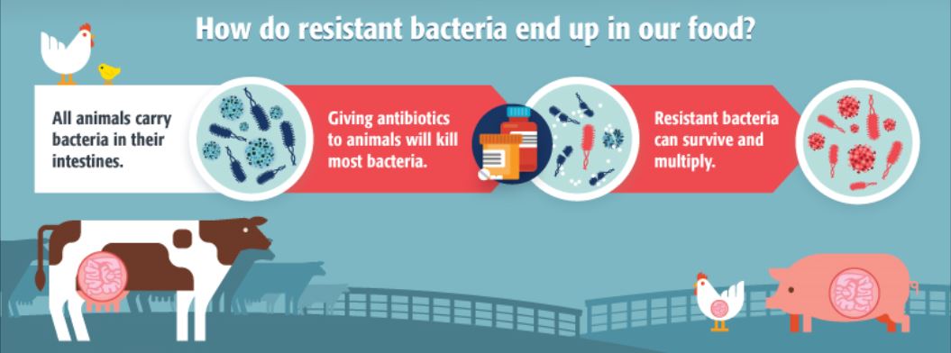 How to Explain Antimicrobial Resistance to Your Friends and Family (With  Infographics) - bioMérieux Connection