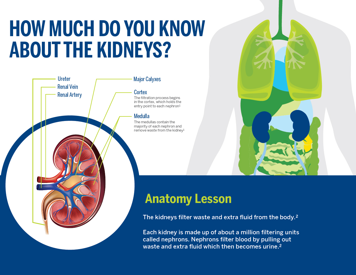 Why Healthy Kidneys are Essential to Your Life and Wellbeing