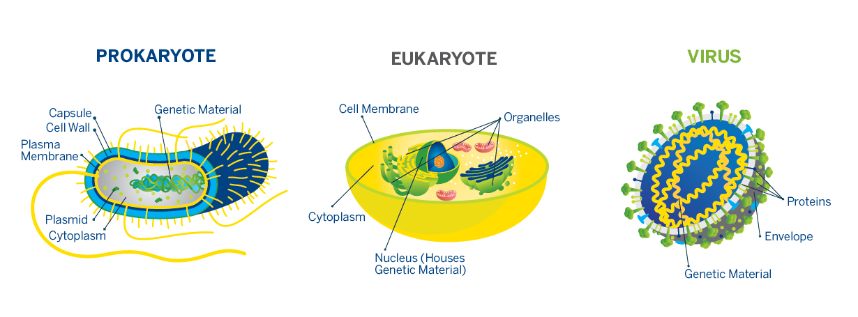 Single celled are prokaryotes organisms all Endosymbiosis