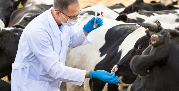 Doctor in white lab coat testing cattle