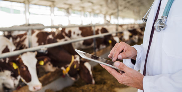 Veterinary on tablet at livestock farm.